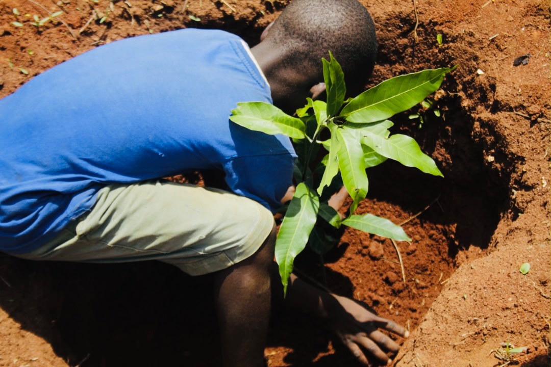 Tree planting